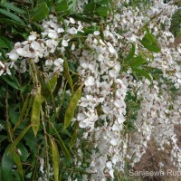 Brachypterum scandens (Roxb.) Miq.